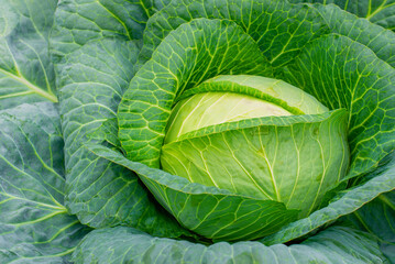 Cabbage in the garden.  Fresh ground-cabbage close-up. Organic cabbage from the farm. Growing...