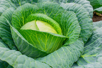 Cabbage in the garden. Organic cabbage from the farm. Fresh ground-cabbage close-up. Growing healthy vegetables