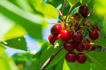 Close-up of a red organic cherry on a branch shortly before harvest. Ripe dark red cherries growing on a cherry tree, among green foliage in the rays of the sun. A bunch of ripe cherries on a branch