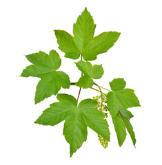 Acer pseudoplatanus, sycamore, sycamore maple. Flowering branch. Isolated on white.