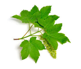 Acer pseudoplatanus, sycamore, sycamore maple. Flowering branch. Isolated on white.
