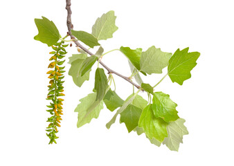 Populus alba, commonly called silver poplar, silverleaf poplar, or white poplar. Isolated on white background