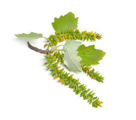 Populus alba, commonly called silver poplar, silverleaf poplar, or white poplar. Isolated on white background