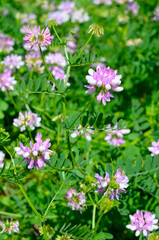 Securigera varia or Coronilla varia, commonly known as crownvetch or purple crown vetch