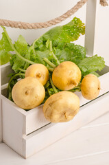 Fresh yellow turnip with stems and green leaves in a box on a white wooden background