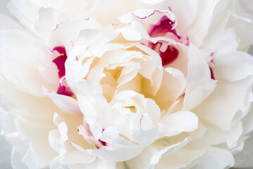 Selective soft focus, close up of white peony petals.