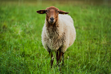 Fototapeta premium Schaf sieht einen direkt an