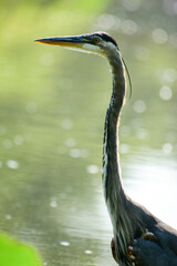 Head and neck view of a great blue heron at Kenilworth Aquatic Gardens in Washington, DC. 