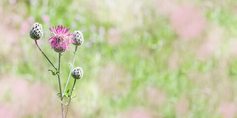 Thistle flowers against blurred green grass with bokeh. Wild field plant weed thorn close-up. Nature background with pink meadow flower. Outdoors natural bloom, nature aesthetic wide banner
