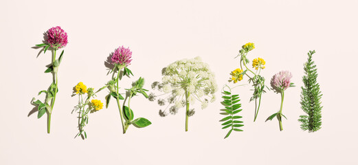 Natural summer herbs in row, set blossoming wild flowers, field clover, umbrella flower Heracleum, green leaves on pink  background. Summer aesthetic flat lay, beauty blooms, nature design