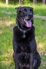 Fototapeta premium Aging black shepherd rescue mix with gray hair and pink tongue with black speckles