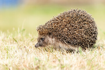Naklejka na ściany i meble little cute hedgehog in the garden in the green grass.