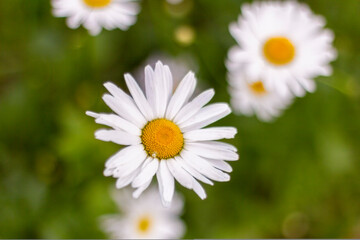 Obraz premium Beautiful flowering daisies in the garden.