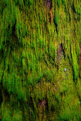Matière de mousse qui pousse le long d'un tronc de sapin dans le Morvan en automne