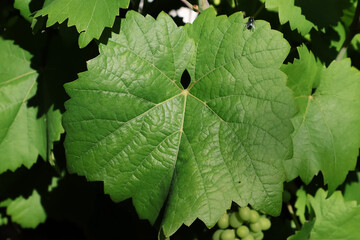 Weinblatt, Wein, Weinstock, Blatt