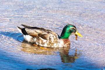 Obraz premium Canard col vert dans le lac de Gérardmer