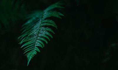 fern leaf in a dark setting 