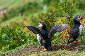 Atlantic puffins (Fratercula arctica) on Skomer Island, Wales