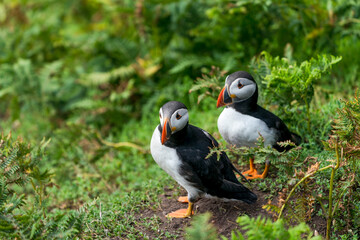 Atlantic puffins (Fratercula arctica) on Skomer Island, Wales