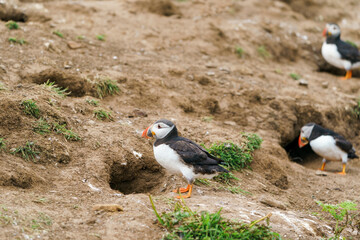 Atlantic puffins (Fratercula arctica) on Skomer Island, Wales