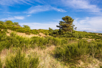 Fototapeta premium Landschaft mit Bäumen am Dornbusch auf der Insel Hiddensee