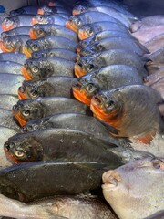 Pile of frozen fresh water Pomfret Fish or Ikan Bawal