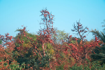 Full bloom of Palash flower (Butea monosperma) in West Bengal, taken during spring. Photo taken in Garh Panchakot, Purulia.