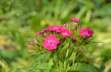 Obraz premium Sweet William or Dianthus barbatus flower is a flowering plant in the garde