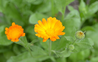 Blooming marigold flowers. Orange calendula on a green grass. Garden with calendula. Garden flowers. Nature flowers in garden. BYellow-orange petals. Green blurred background. Macro.