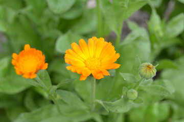 Blooming marigold flowers. Orange calendula on a green grass. Garden with calendula. Garden flowers. Nature flowers in garden. BYellow-orange petals. Green blurred background. Macro.