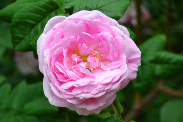 Pink Rose Garden. A bush of flowering pink roses. Natural background.