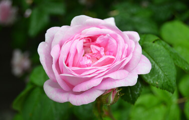 Pink Rose Garden. A bush of flowering pink roses. Natural background.