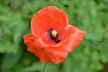 Flowers Red poppies bloom in a wild field. Beautiful field of red poppies with selective focus and color. Soft light. A glade of red poppies.