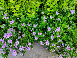 flowers and leaf on the fense