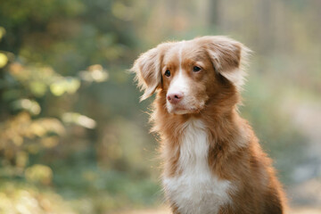 dog in the autumn forest. Nova Scotia Duck Tolling Retriever. Pet for a walk on nature at fall