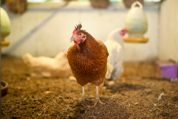 Close up chicken in farmhouse , agricultural industry concept .