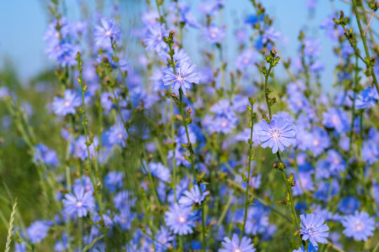 Blooming chicory close-up on a green meadow background in the morning light of the sun. Background