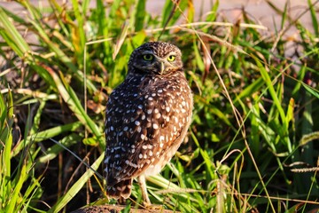 Photograph of a Burrowing owl. The bird was found on the beach of Atlântida, in Rio Grande do Sul, Brazil.