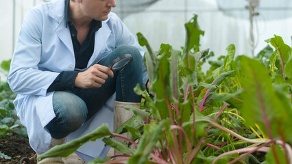 A scientist man is analyzing organic vegetables plants in greenhouse , concept of agricultural technology