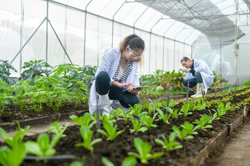 Scientis are analyzing organic vegetables plants in greenhouse , concept of agricultural technology - obrazy, fototapety, plakaty