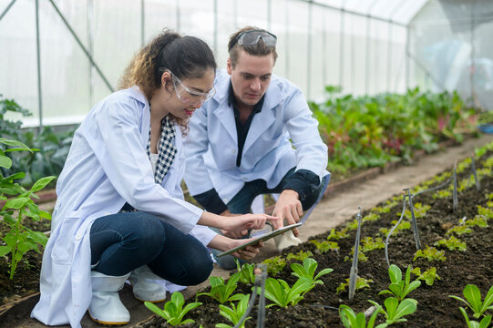 Scientis are analyzing organic vegetables plants in greenhouse , concept of agricultural technology