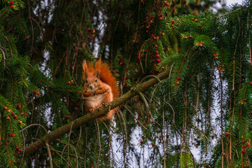 A small squirrel with a large fluffy tail sits on a green branch of a coniferous tree in a summer forest, the squirrel holds its paws on its chest, small young cones on coniferous branches