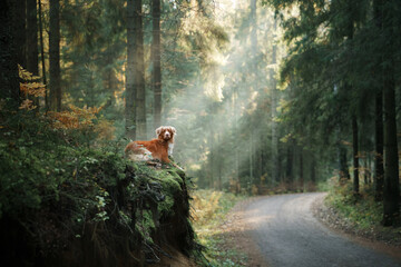 dog in the autumn forest. Nova Scotia Duck Tolling Retriever. Pet for a walk on nature at fall