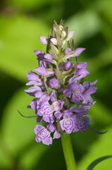 Dactylorhiza maculata orchid flowers, close up