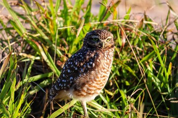 Photograph of a Burrowing owl. The bird was found on the beach of Atlântida, in Rio Grande do Sul, Brazil.
