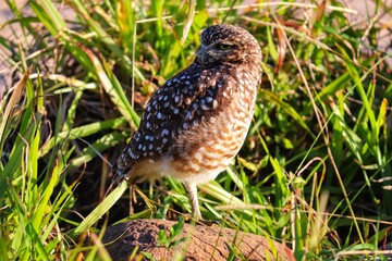 Photograph of a Burrowing owl. The bird was found on the beach of Atlântida, in Rio Grande do Sul, Brazil.