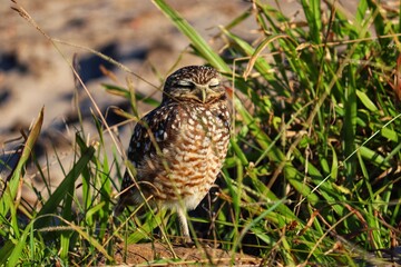 Photograph of a Burrowing owl. The bird was found on the beach of Atlântida, in Rio Grande do Sul, Brazil.