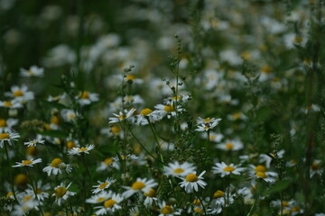Beautiful blooming Summer meadow with chamomile flowers