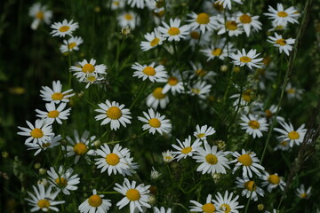 Fototapeta premium Beautiful blooming Summer meadow with chamomile flowers