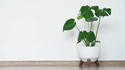 Close up of beautiful monstera flower leaves or swiss cheese plant, Monstera deliciosa Liebm, Araceae in white pot against white wall and brown floor, interior minimalism concept, banner, copy space.